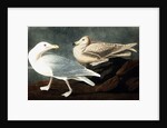 Burgomaster Gull, Larus Glaucus, 1845 by John J. Audubon