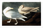 Burgomaster Gull, Larus Glaucus, 1845 by John J. Audubon