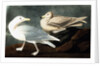 Burgomaster Gull, Larus Glaucus, 1845 by John J. Audubon