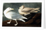 Burgomaster Gull, Larus Glaucus, 1845 by John J. Audubon