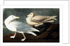 Burgomaster Gull, Larus Glaucus, 1845 by John J. Audubon