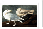 Burgomaster Gull, Larus Glaucus, 1845 by John J. Audubon