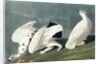 American Ptarmigan, Tetrao Mutus: White Tailed Grous, Tetrao Leucurus, 1845 by John J. Audubon