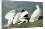 American Ptarmigan, Tetrao Mutus: White Tailed Grous, Tetrao Leucurus, 1845 by John J. Audubon