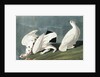 American Ptarmigan, Tetrao Mutus: White Tailed Grous, Tetrao Leucurus, 1845 by John J. Audubon