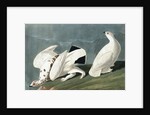 American Ptarmigan, Tetrao Mutus: White Tailed Grous, Tetrao Leucurus, 1845 by John J. Audubon