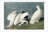 American Ptarmigan, Tetrao Mutus: White Tailed Grous, Tetrao Leucurus, 1845 by John J. Audubon