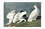 American Ptarmigan, Tetrao Mutus: White Tailed Grous, Tetrao Leucurus, 1845 by John J. Audubon