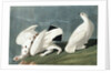 American Ptarmigan, Tetrao Mutus: White Tailed Grous, Tetrao Leucurus, 1845 by John J. Audubon