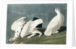 American Ptarmigan, Tetrao Mutus: White Tailed Grous, Tetrao Leucurus, 1845 by John J. Audubon