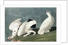 American Ptarmigan, Tetrao Mutus: White Tailed Grous, Tetrao Leucurus, 1845 by John J. Audubon