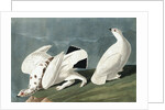 American Ptarmigan, Tetrao Mutus: White Tailed Grous, Tetrao Leucurus, 1845 by John J. Audubon