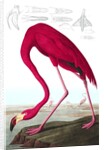 American Flamingo, Phoenicopterus Ruber, 1845 by John J. Audubon