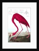 American Flamingo, Phoenicopterus Ruber, 1845 by John J. Audubon