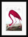 American Flamingo, Phoenicopterus Ruber, 1845 by John J. Audubon