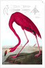 American Flamingo, Phoenicopterus Ruber, 1845 by John J. Audubon