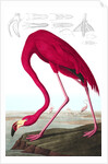 American Flamingo, Phoenicopterus Ruber, 1845 by John J. Audubon