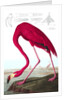 American Flamingo, Phoenicopterus Ruber, 1845 by John J. Audubon