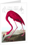 American Flamingo, Phoenicopterus Ruber, 1845 by John J. Audubon