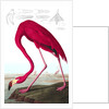 American Flamingo, Phoenicopterus Ruber, 1845 by John J. Audubon