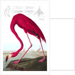 American Flamingo, Phoenicopterus Ruber, 1845 by John J. Audubon