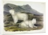 Rocky Mountain Goat, Capra Americana, 1845 by John J. Audubon