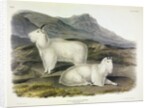 Rocky Mountain Goat, Capra Americana, 1845 by John J. Audubon
