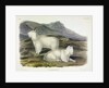 Rocky Mountain Goat, Capra Americana, 1845 by John J. Audubon