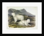 Rocky Mountain Goat, Capra Americana, 1845 by John J. Audubon