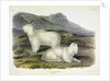 Rocky Mountain Goat, Capra Americana, 1845 by John J. Audubon