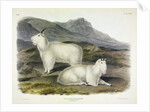 Rocky Mountain Goat, Capra Americana, 1845 by John J. Audubon