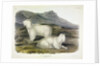 Rocky Mountain Goat, Capra Americana, 1845 by John J. Audubon
