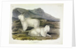 Rocky Mountain Goat, Capra Americana, 1845 by John J. Audubon