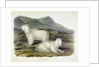 Rocky Mountain Goat, Capra Americana, 1845 by John J. Audubon