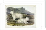Rocky Mountain Goat, Capra Americana, 1845 by John J. Audubon
