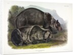 Grizzly Bear, Ursus Freox, 1845 by John J. Audubon