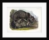 Grizzly Bear, Ursus Freox, 1845 by John J. Audubon
