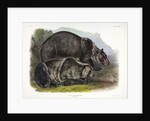 Grizzly Bear, Ursus Freox, 1845 by John J. Audubon