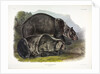 Grizzly Bear, Ursus Freox, 1845 by John J. Audubon