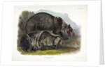 Grizzly Bear, Ursus Freox, 1845 by John J. Audubon