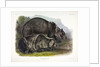 Grizzly Bear, Ursus Freox, 1845 by John J. Audubon