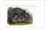 Grizzly Bear, Ursus Freox, 1845 by John J. Audubon