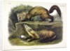 Pine Marten, Mustela Martes, 1845 by John J. Audubon