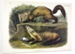 Pine Marten, Mustela Martes, 1845 by John J. Audubon