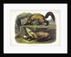 Pine Marten, Mustela Martes, 1845 by John J. Audubon