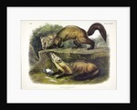Pine Marten, Mustela Martes, 1845 by John J. Audubon