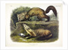 Pine Marten, Mustela Martes, 1845 by John J. Audubon
