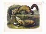 Pine Marten, Mustela Martes, 1845 by John J. Audubon
