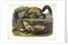 Pine Marten, Mustela Martes, 1845 by John J. Audubon