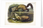Pine Marten, Mustela Martes, 1845 by John J. Audubon